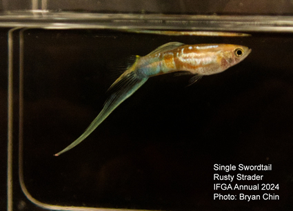 guppy single swordtail